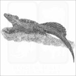 Philippine Sailfin Lizard