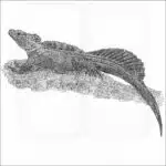 Philippine Sailfin Lizard