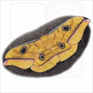 Saturnid Moth illustration