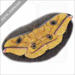 Scarlet Windowed Moth stock image