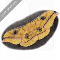 Scarlet Windowed Moth stock image