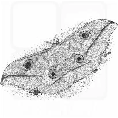 Saturnid Moth