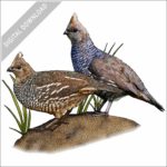 Scaled Quail stock image
