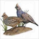 Scaled Quail illustration