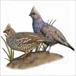 Scaled Quail illustration