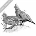 Scaled Quail
