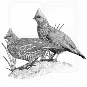 Scaled Quail