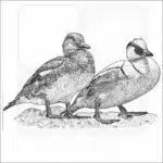 Smews
