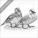 Smews