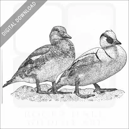 Smews