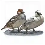 Smews illustration