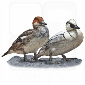 Smews illustration