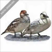 Smews illustration