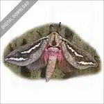 Swift Moth stock image