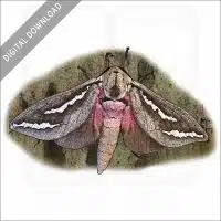Swift Moth stock image