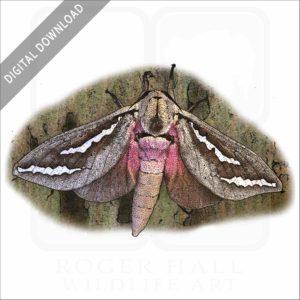 Swift Moth stock image