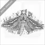 Swift Moth