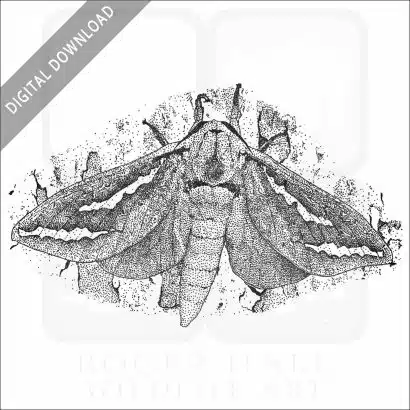 Swift Moth