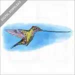 Sword-billed Hummingbird stock image