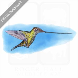 Sword-billed Hummingbird stock image