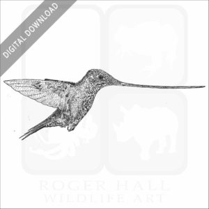 Sword-billed Hummingbird