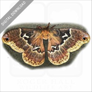 Tulip-tree Silkmoth stock image