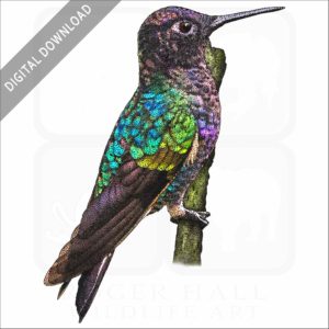 Velvet-purple Coronet Hummingbird stock image