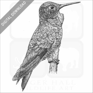 Velvet-purple Coronet Humingbird