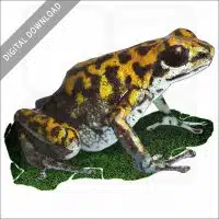Vicente's Poison Dart Frog stock image