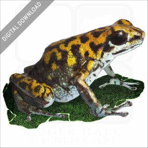 Vicente's Poison Dart Frog stock image