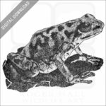 Vicente's Poison Dart Frog