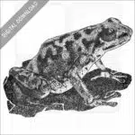 Vicente's Poison Dart Frog