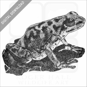 Vicente's Poison Dart Frog