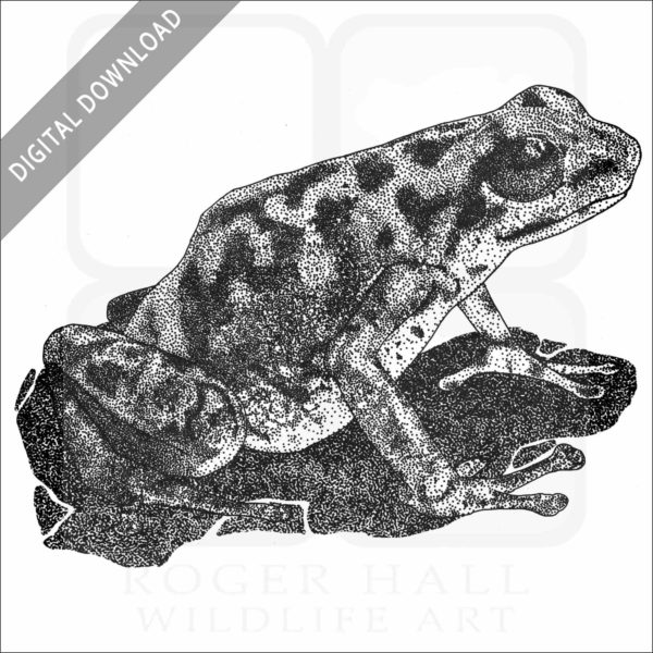 Vicente's Poison Dart Frog