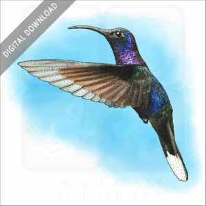 Violet Sabrewing Hummingbird stock image
