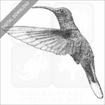 Violet Sabrewing Hummingbird