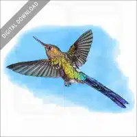 Violet-tailed Sylph Hummingbird stock image