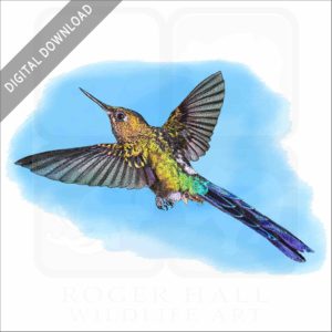 Violet-tailed Sylph Hummingbird stock image