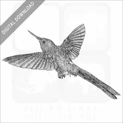 Violet-tailed Sylph Hummingbird