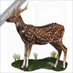 Visayan Spotted Deer stock image