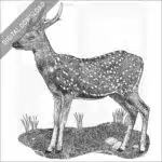 Visayan Spotted Deer