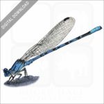 Vivid Dancer Damselfly stock image
