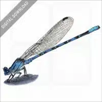 Vivid Dancer Damselfly stock image