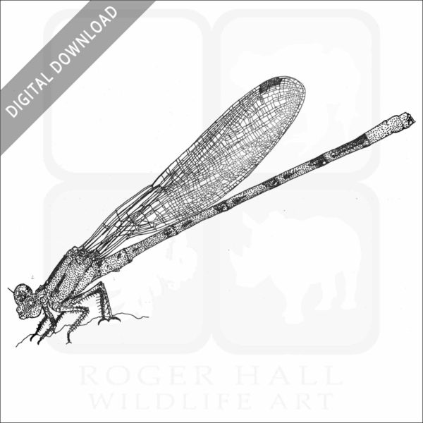 Vivid Dancer Damselfly