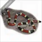 Arizona Coral Snake stock image