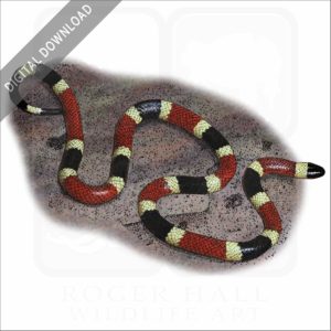 Arizona Coral Snake stock image