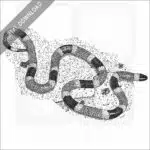 Arizona Coral Snake