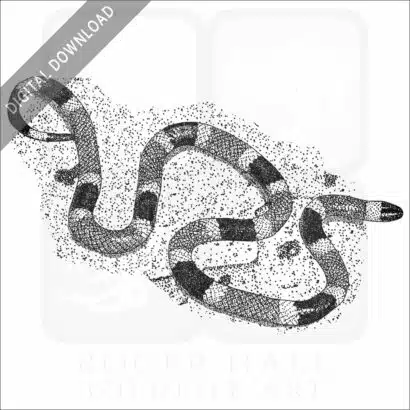 Arizona Coral Snake