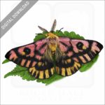 Western Sheepmoth stock image
