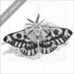 Western Sheepmoth